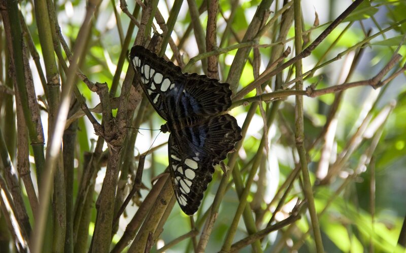 butterfly on plant stems