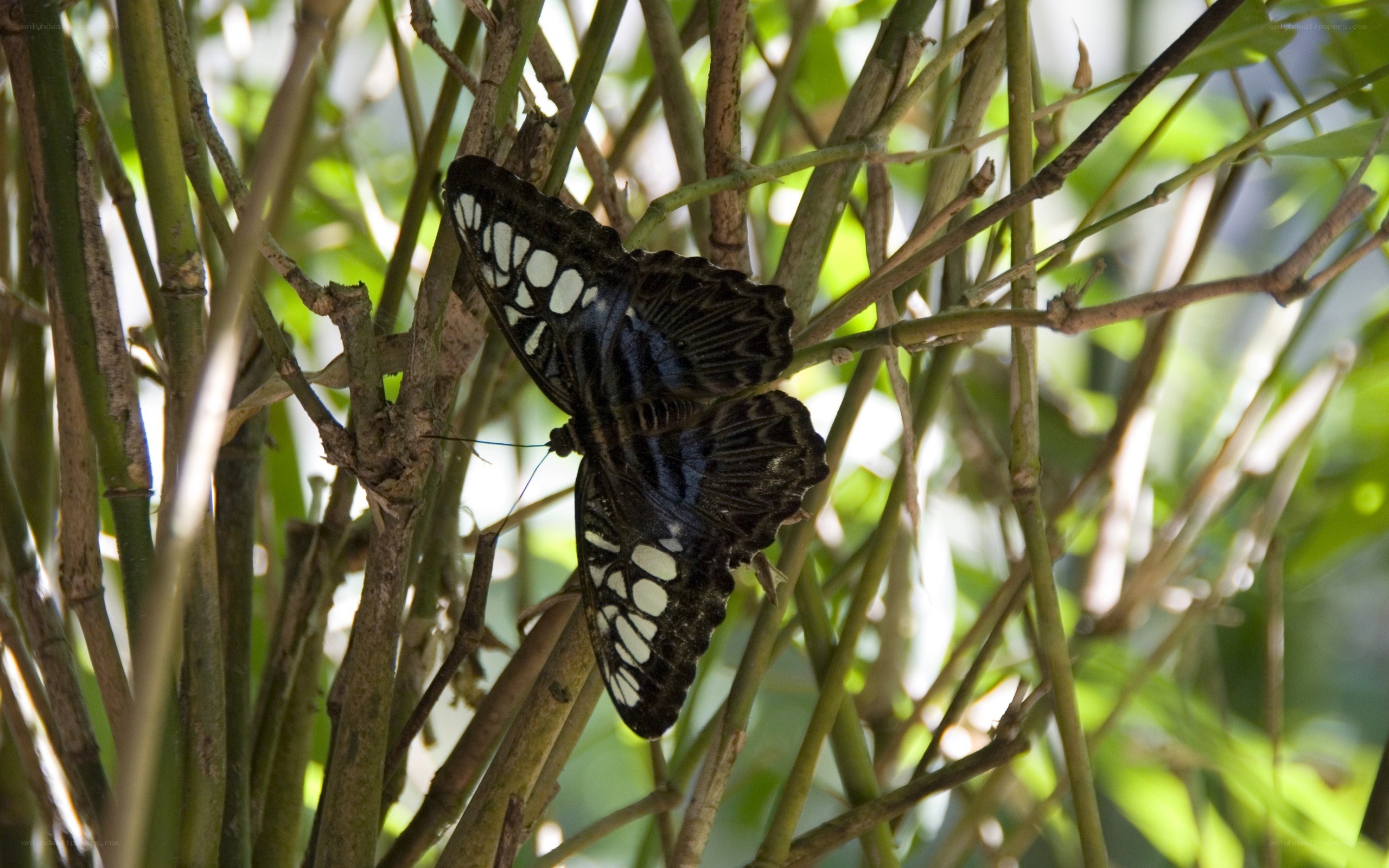 butterfly on plant stems