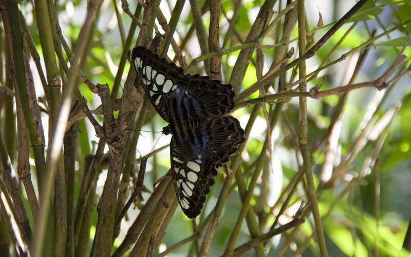 butterfly on plant stems