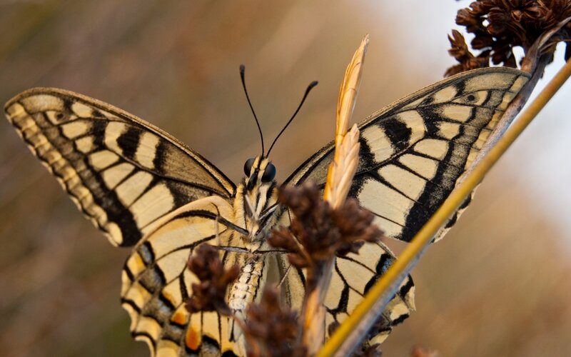 Butterfly on Plant — Yellow