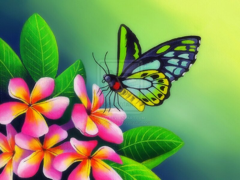 Butterfly on Plumeria Flowers