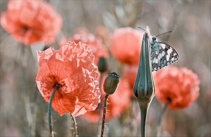 Butterfly on Poppy
