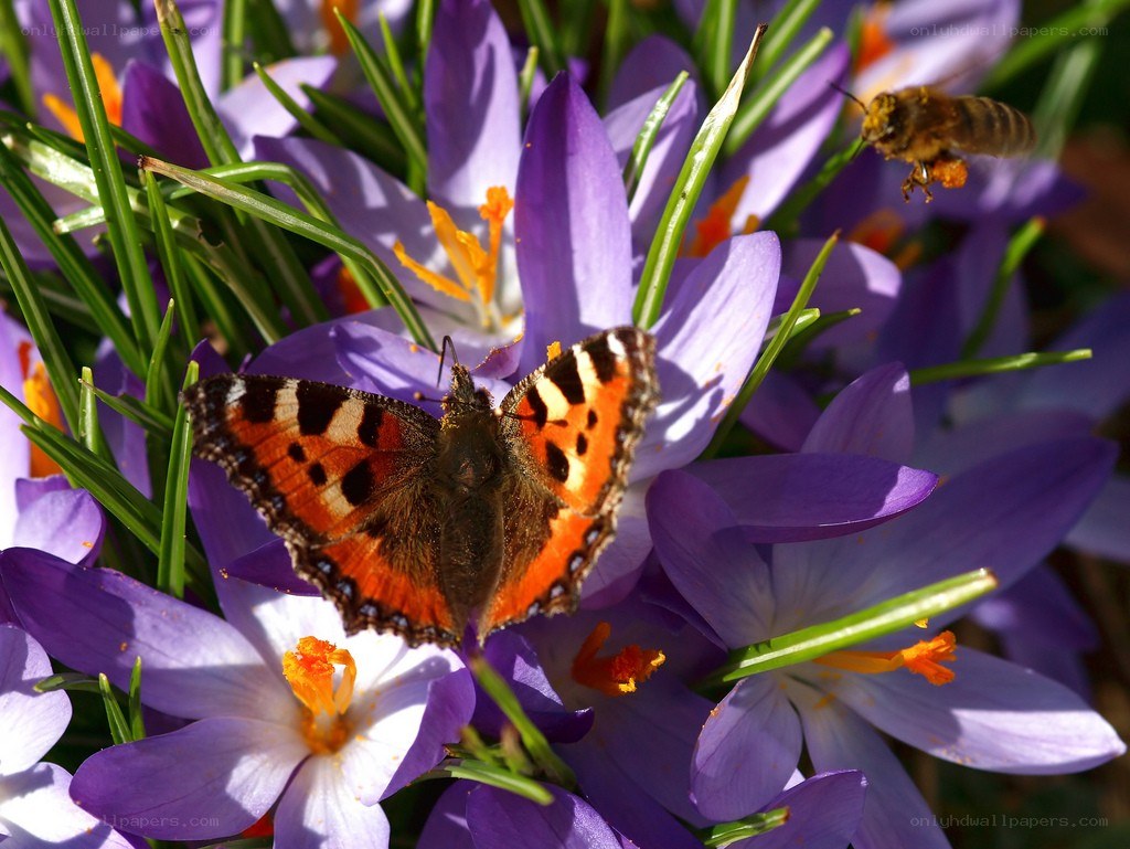Butterfly on purple crocuses