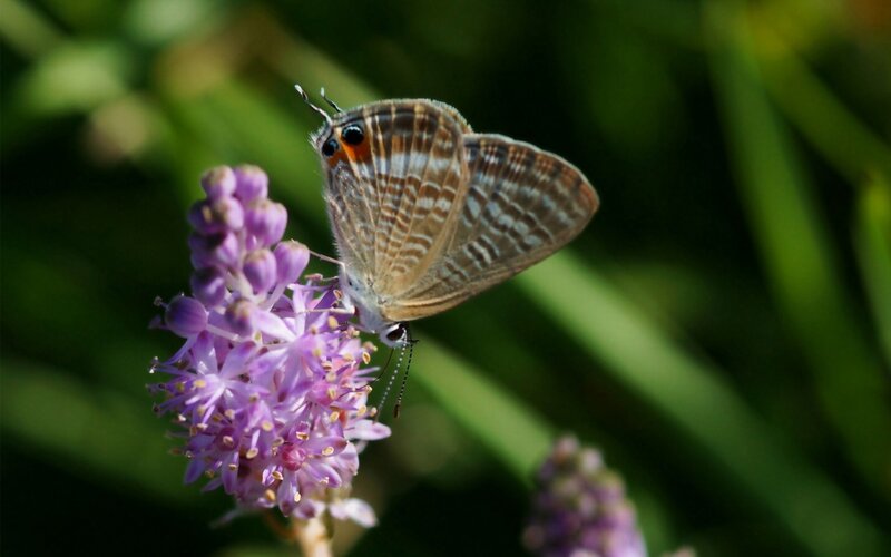 Butterfly on purple flower