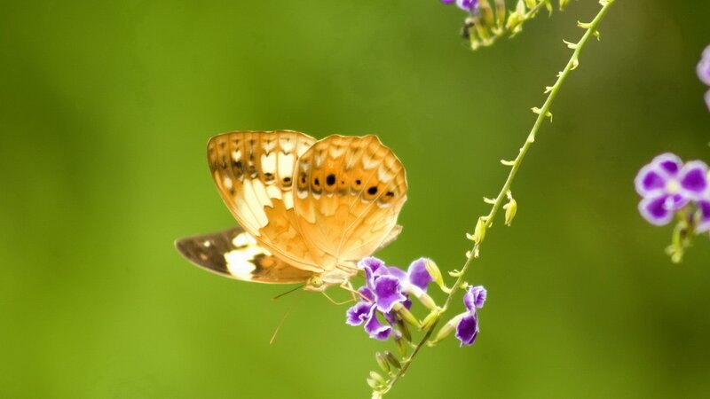 Butterfly on purple flower