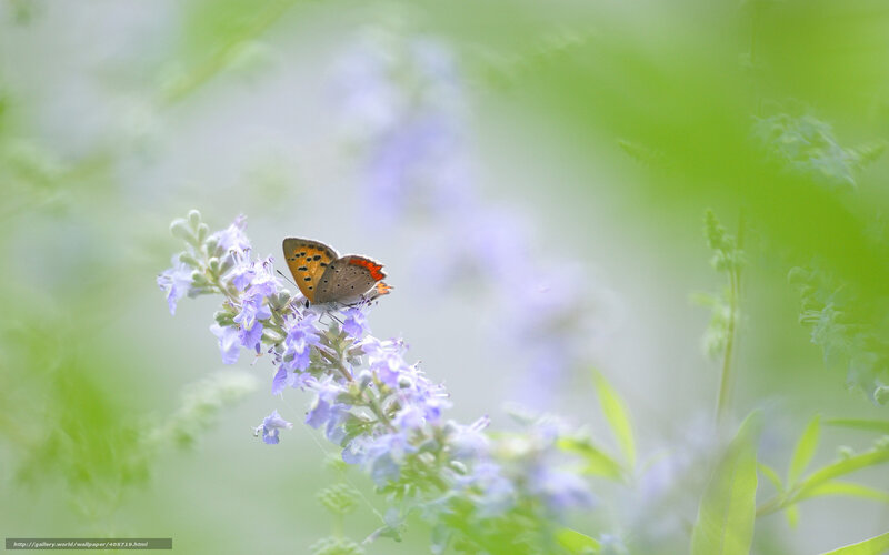 Butterfly on purple flower