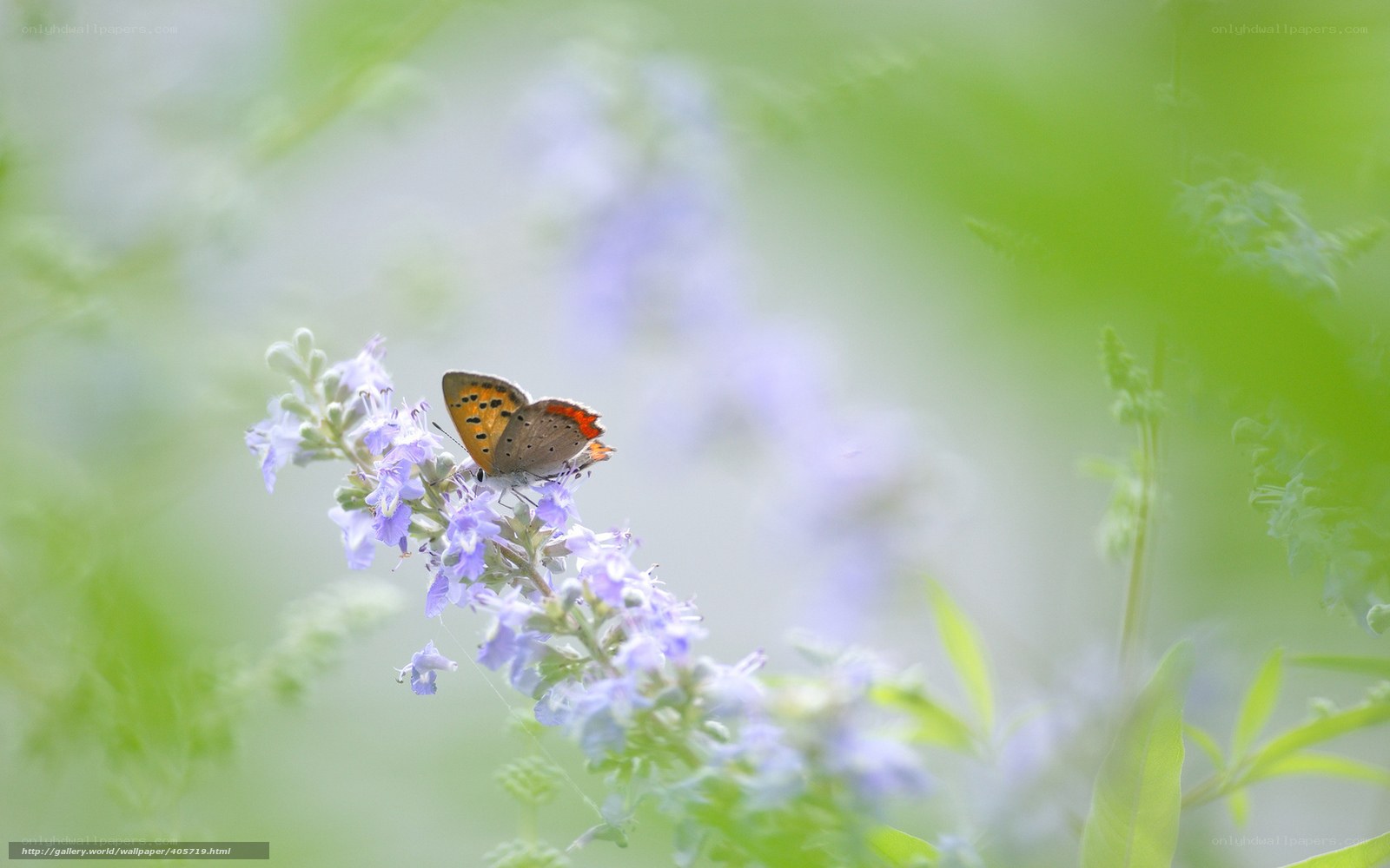 Butterfly on purple flower