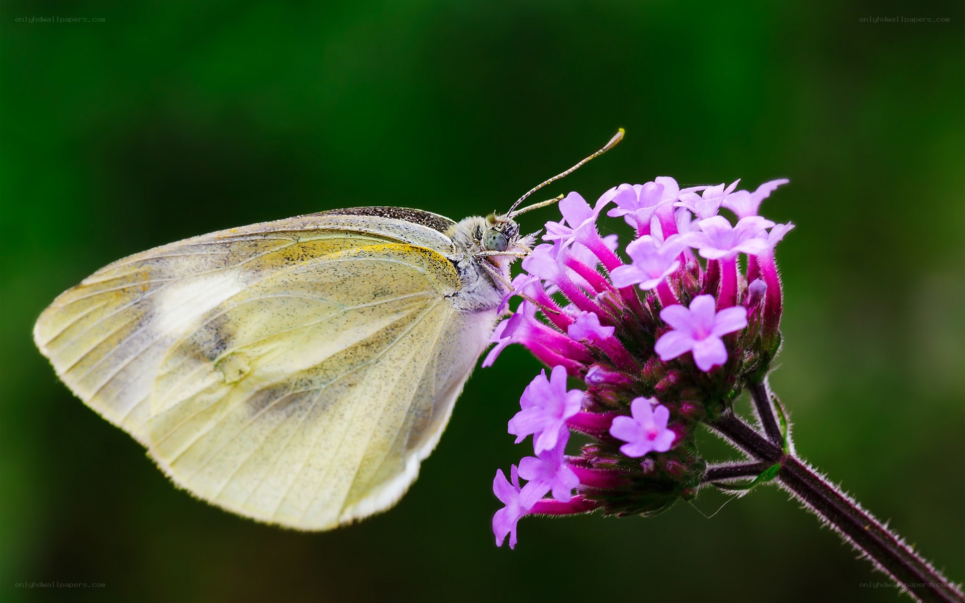 Butterfly on purple flower