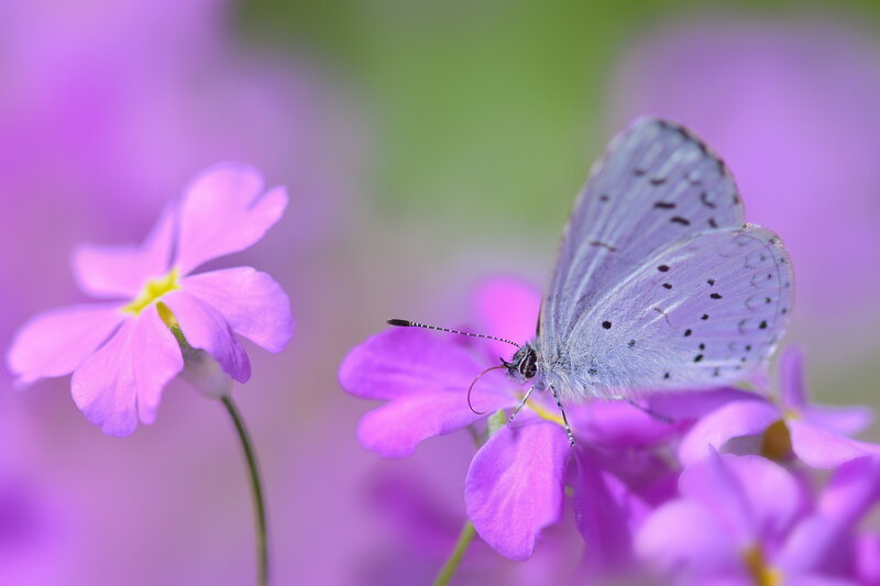 Butterfly on purple flower