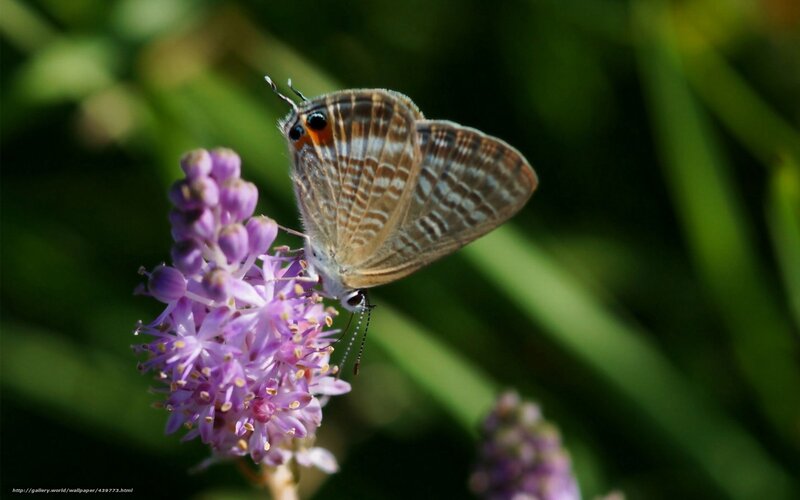 Butterfly on purple flower