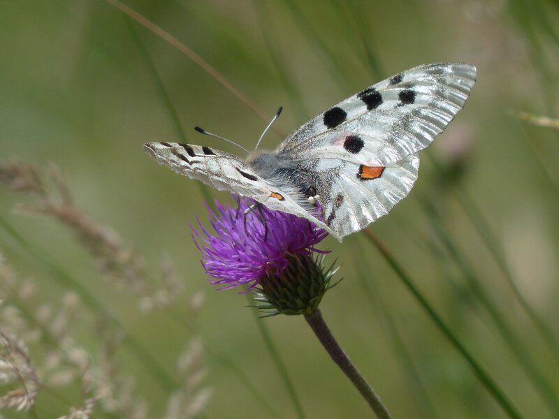 Butterfly on purple flower