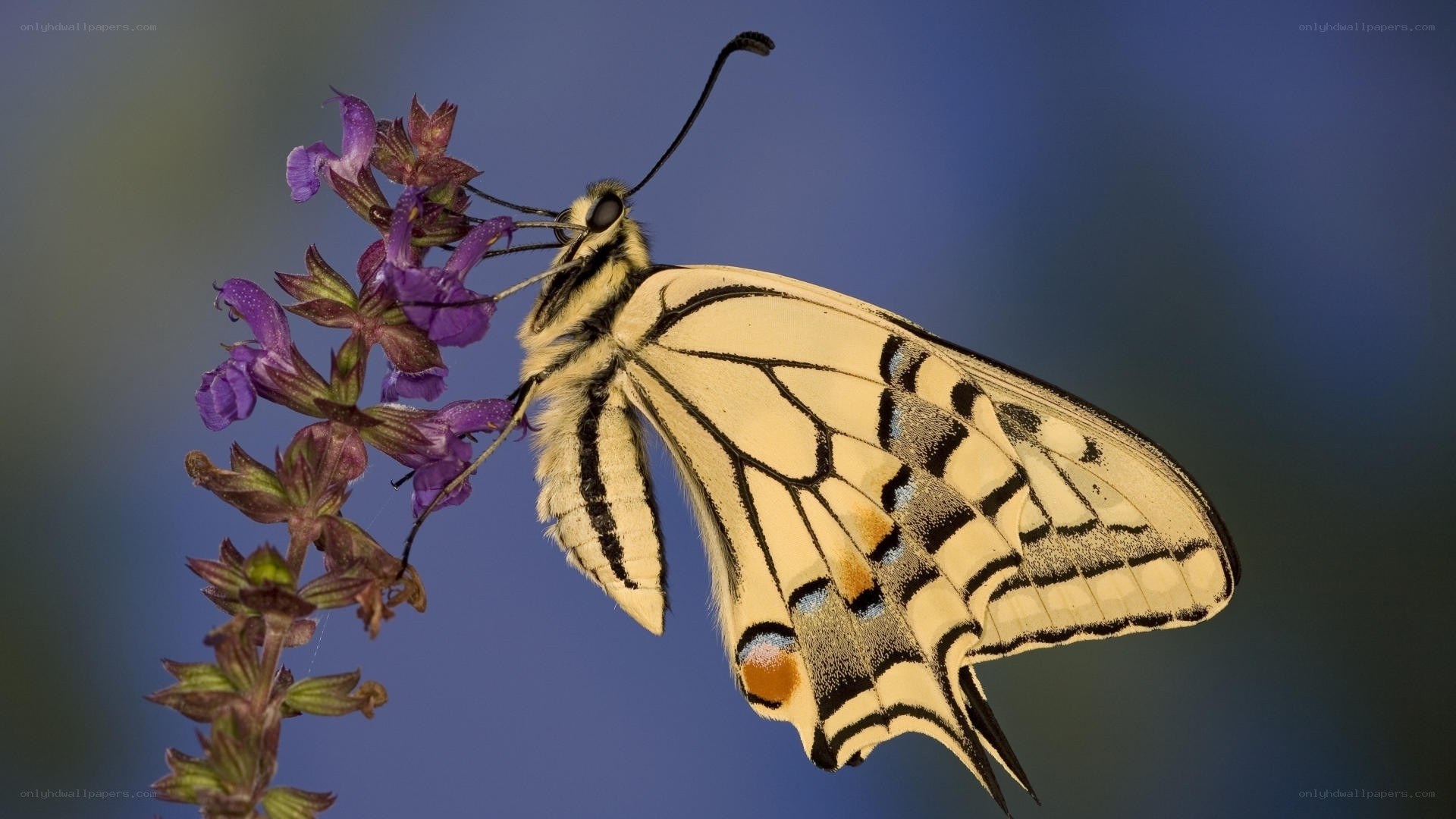 butterfly on purple flower
