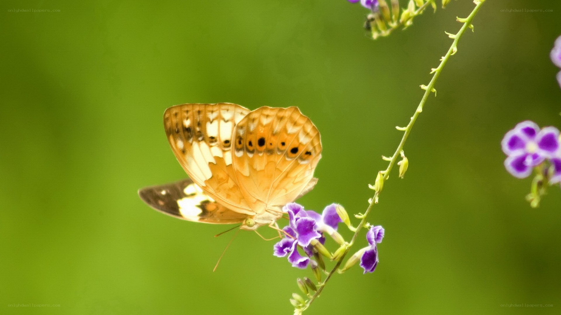 Butterfly on purple flower