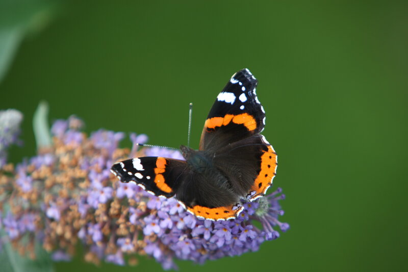 butterfly on purple flower