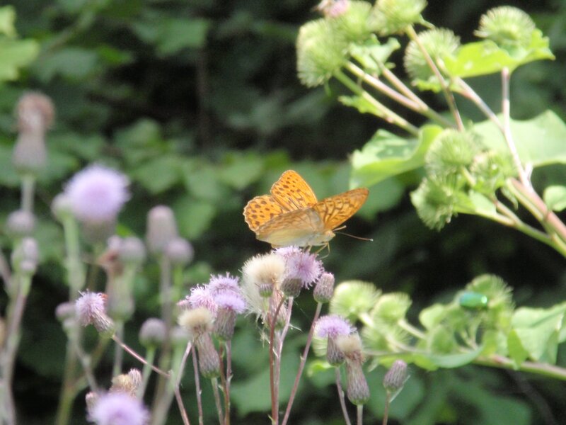 butterfly on purple flower