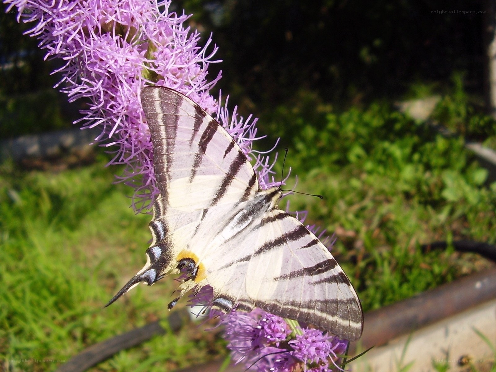 Butterfly on purple flower