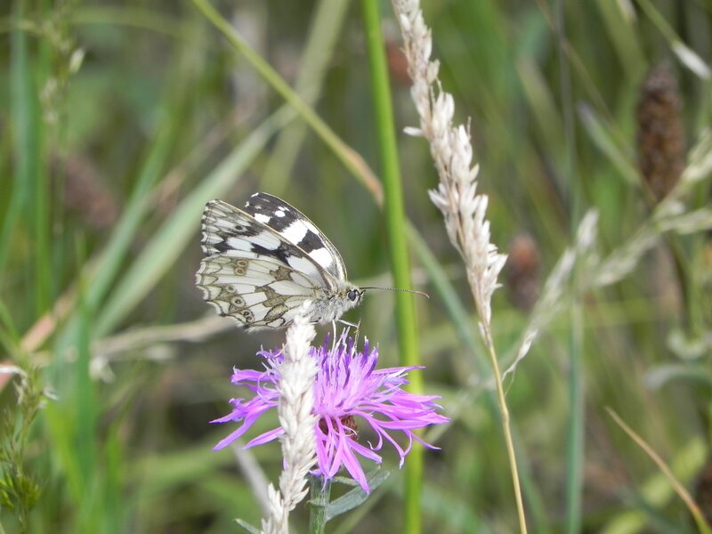 butterfly on purple flower