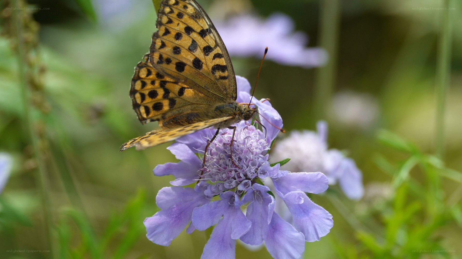butterfly on purple flower
