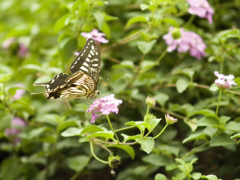 Butterfly on purple flower