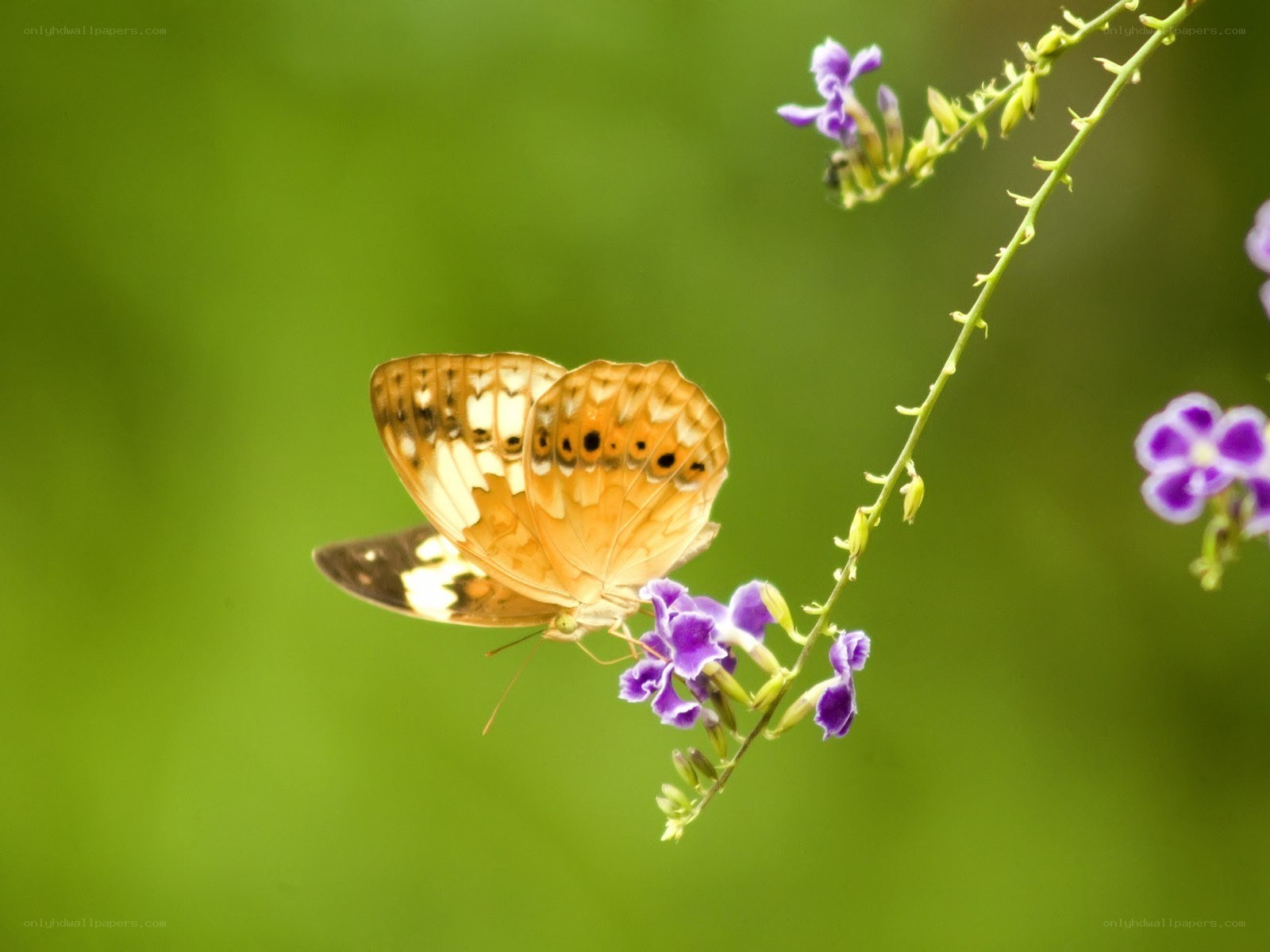 Butterfly on purple flower