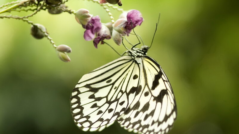 Butterfly on purple flower