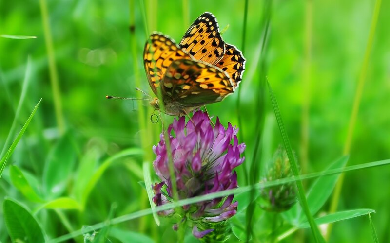 Butterfly on purple flower