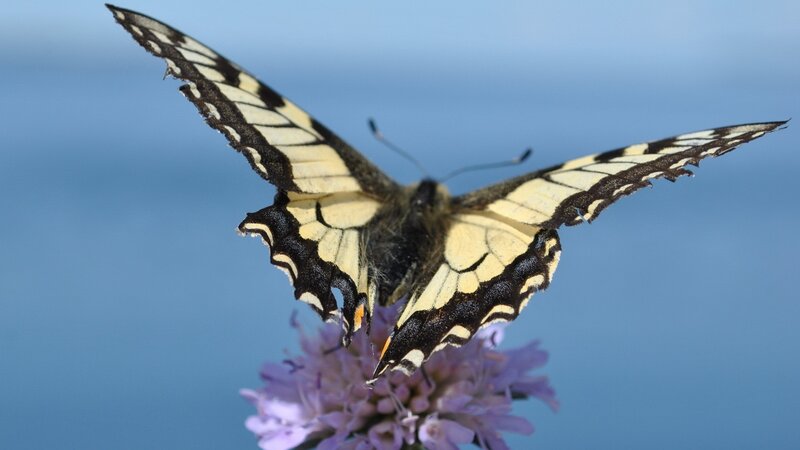 butterfly on purple flower