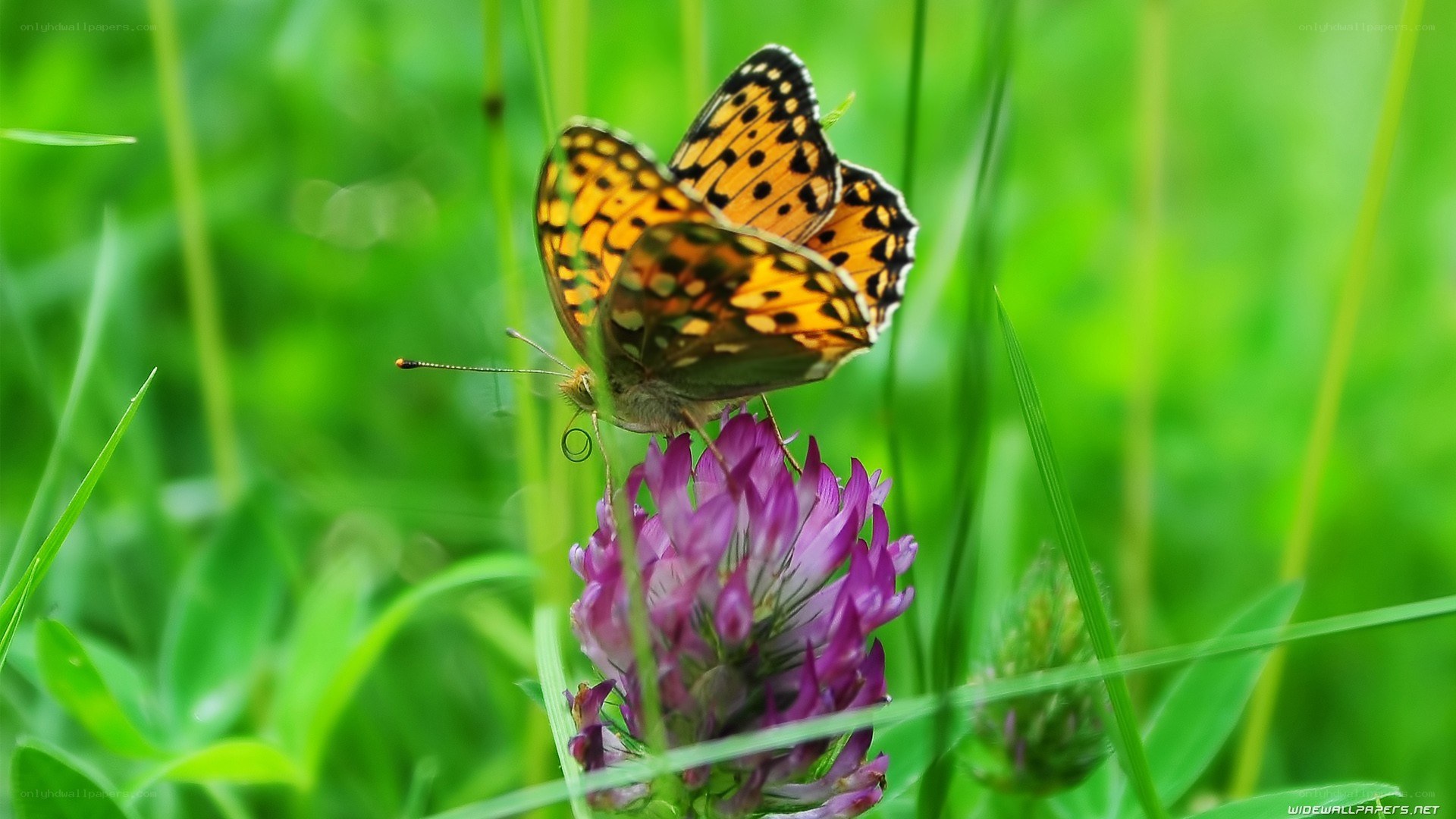 butterfly on purple flower