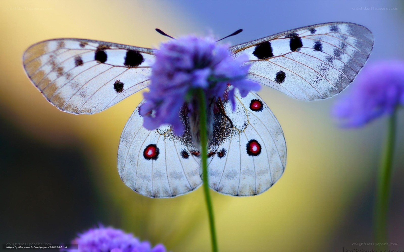 Butterfly on purple flower