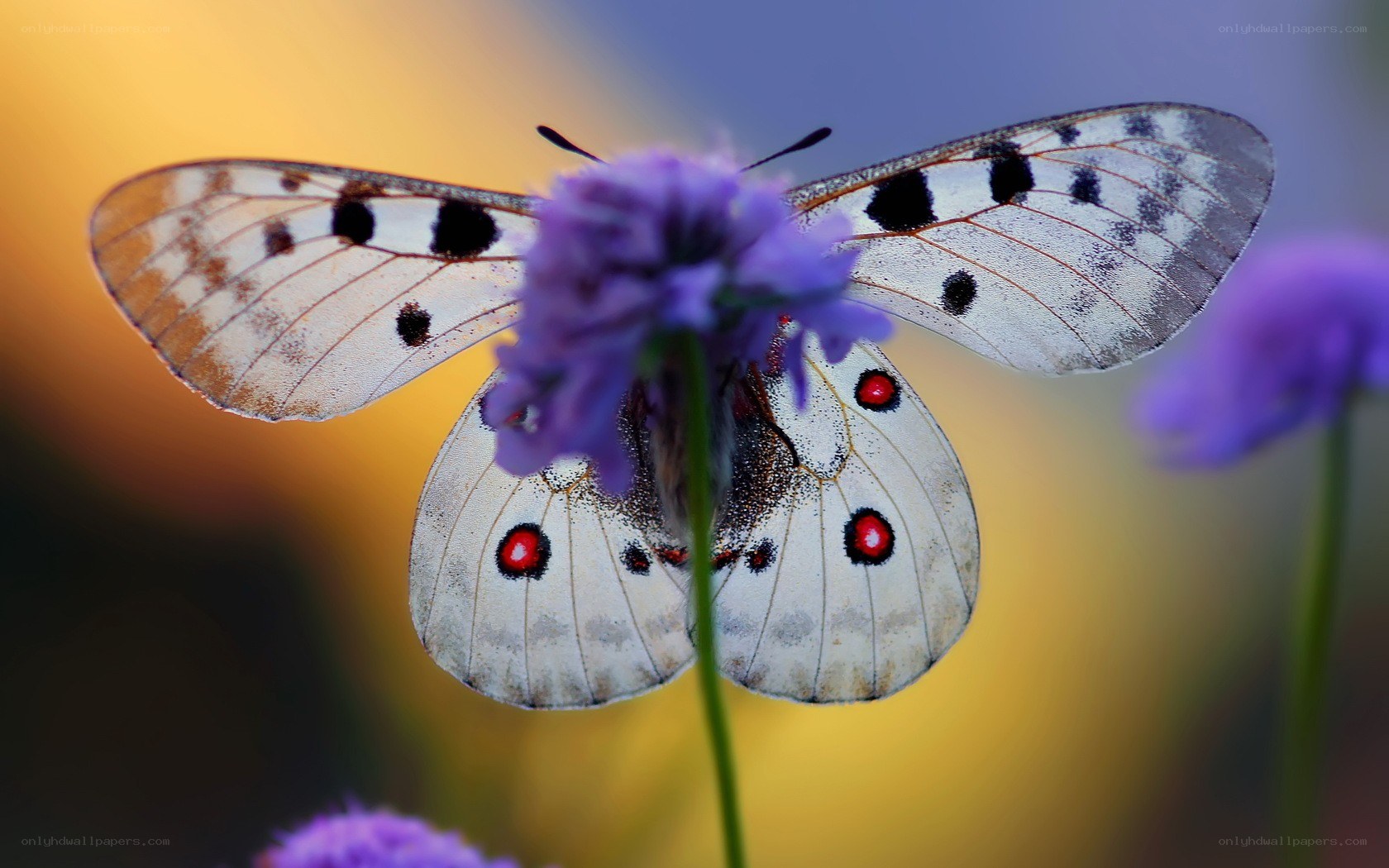 Butterfly on purple flower