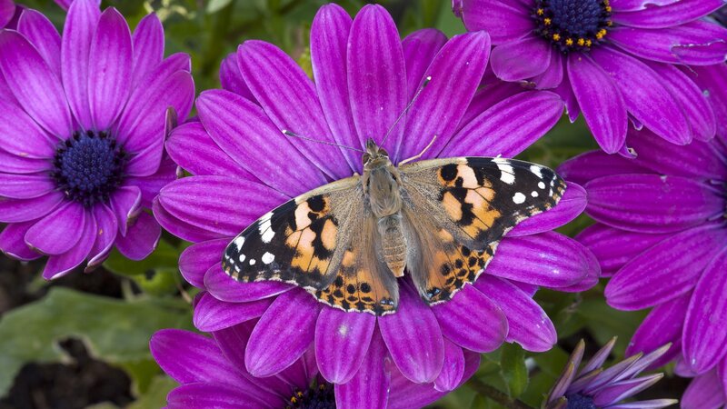 butterfly on purple flower