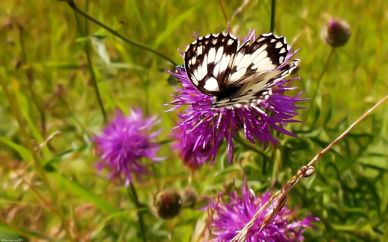 butterfly on purple flower