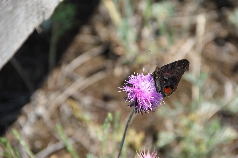butterfly on purple flower