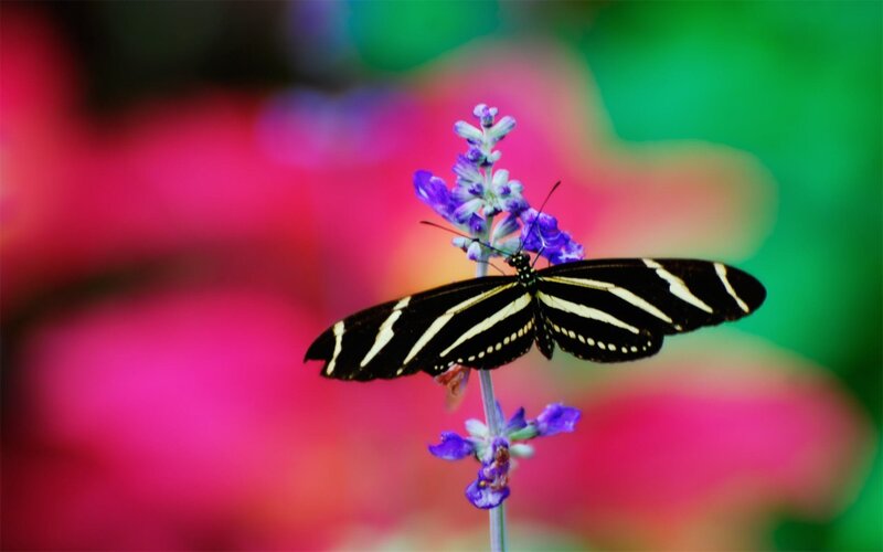Butterfly on purple flower