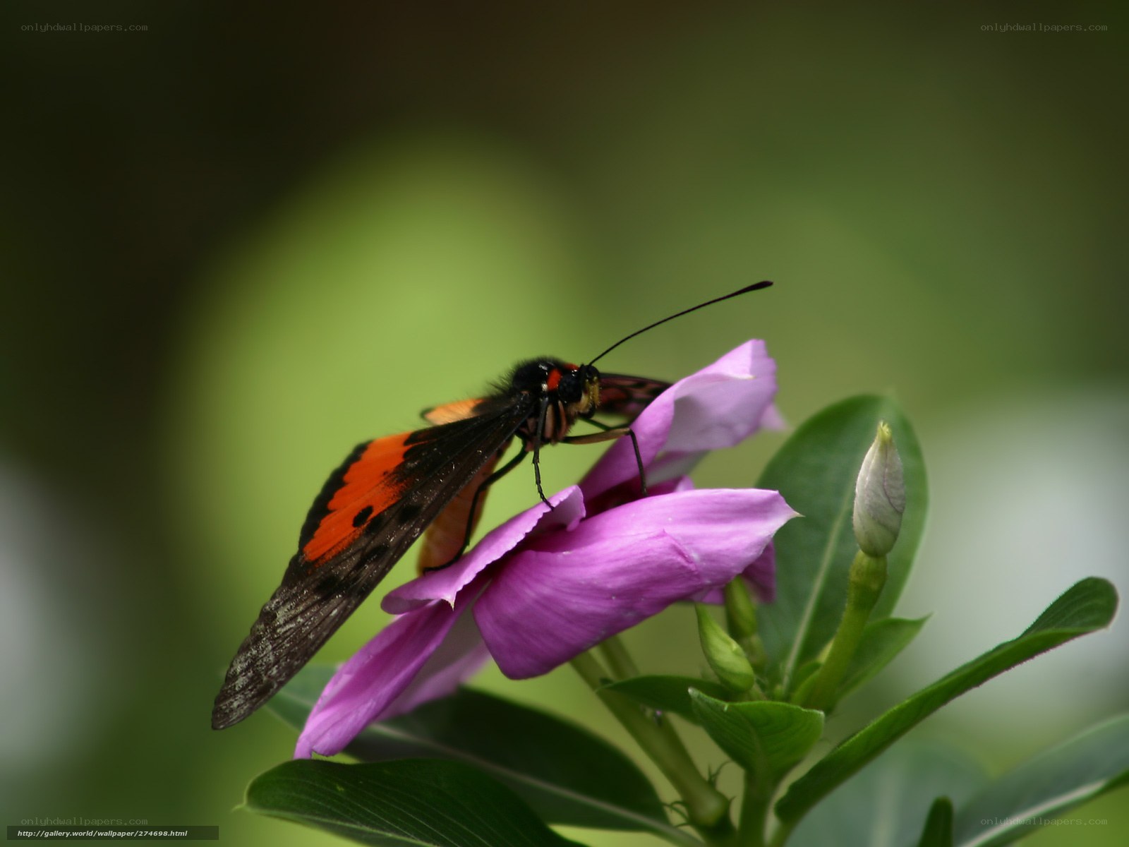 Butterfly on purple flower