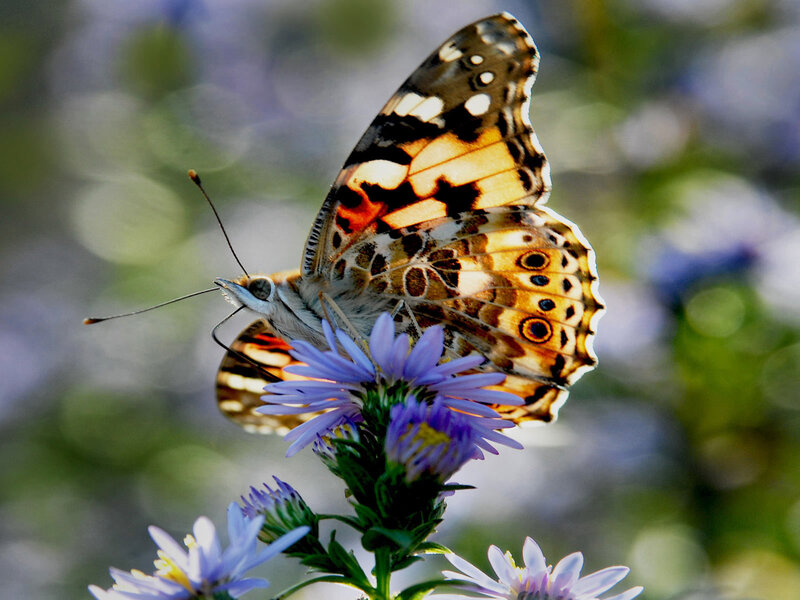 butterfly on purple flower