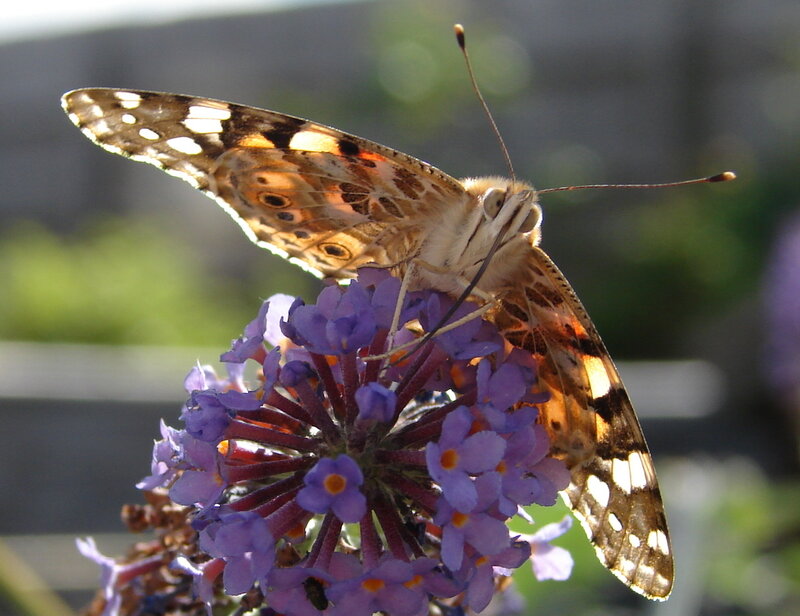 butterfly on purple flower