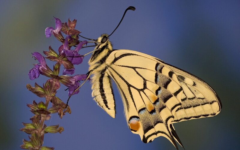 butterfly on purple flower