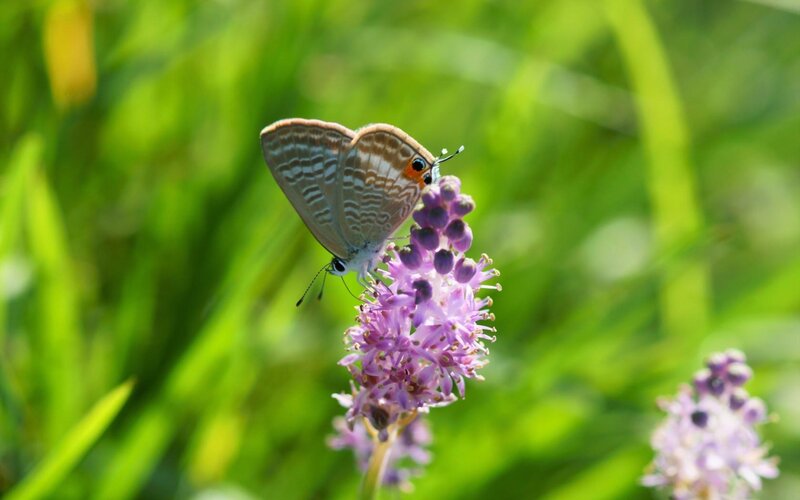 Butterfly on purple flower