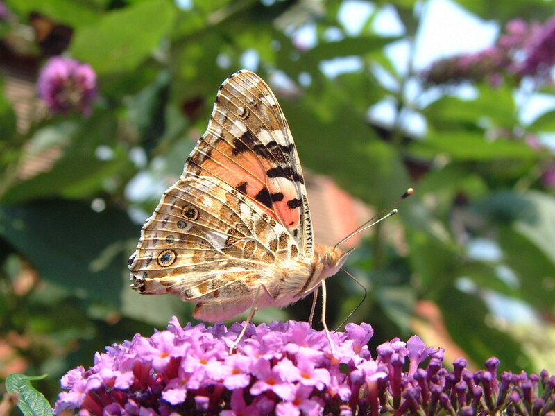 butterfly on purple flower