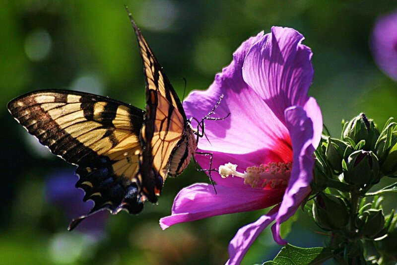 butterfly on purple flower