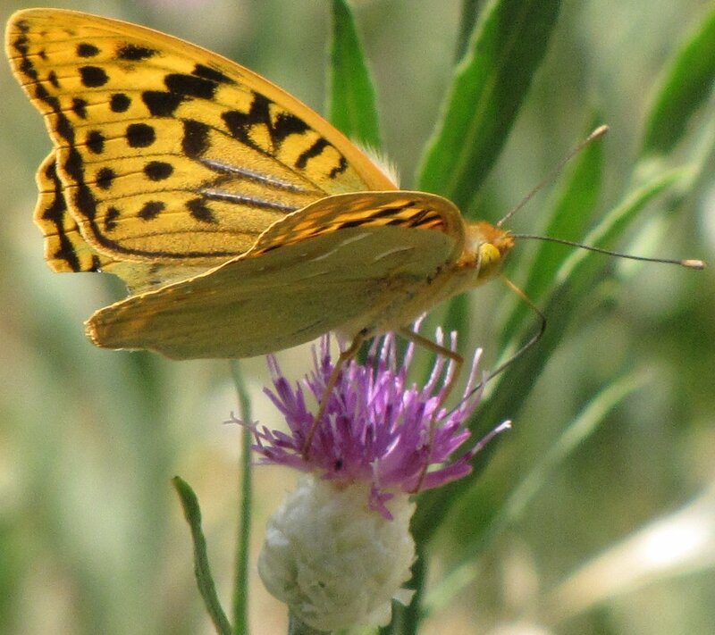 butterfly on purple flower