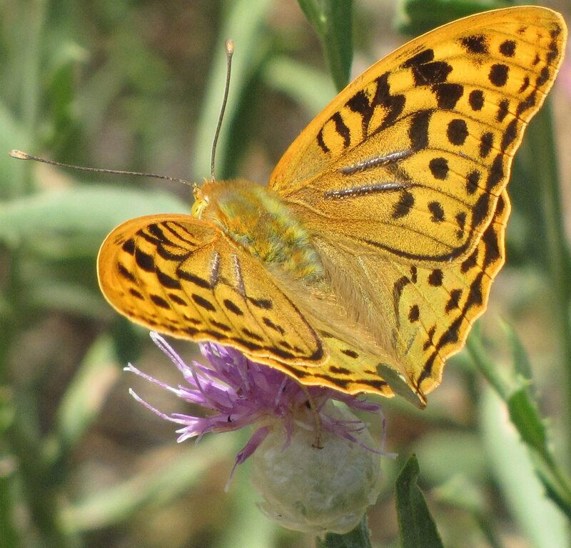 butterfly on purple flower