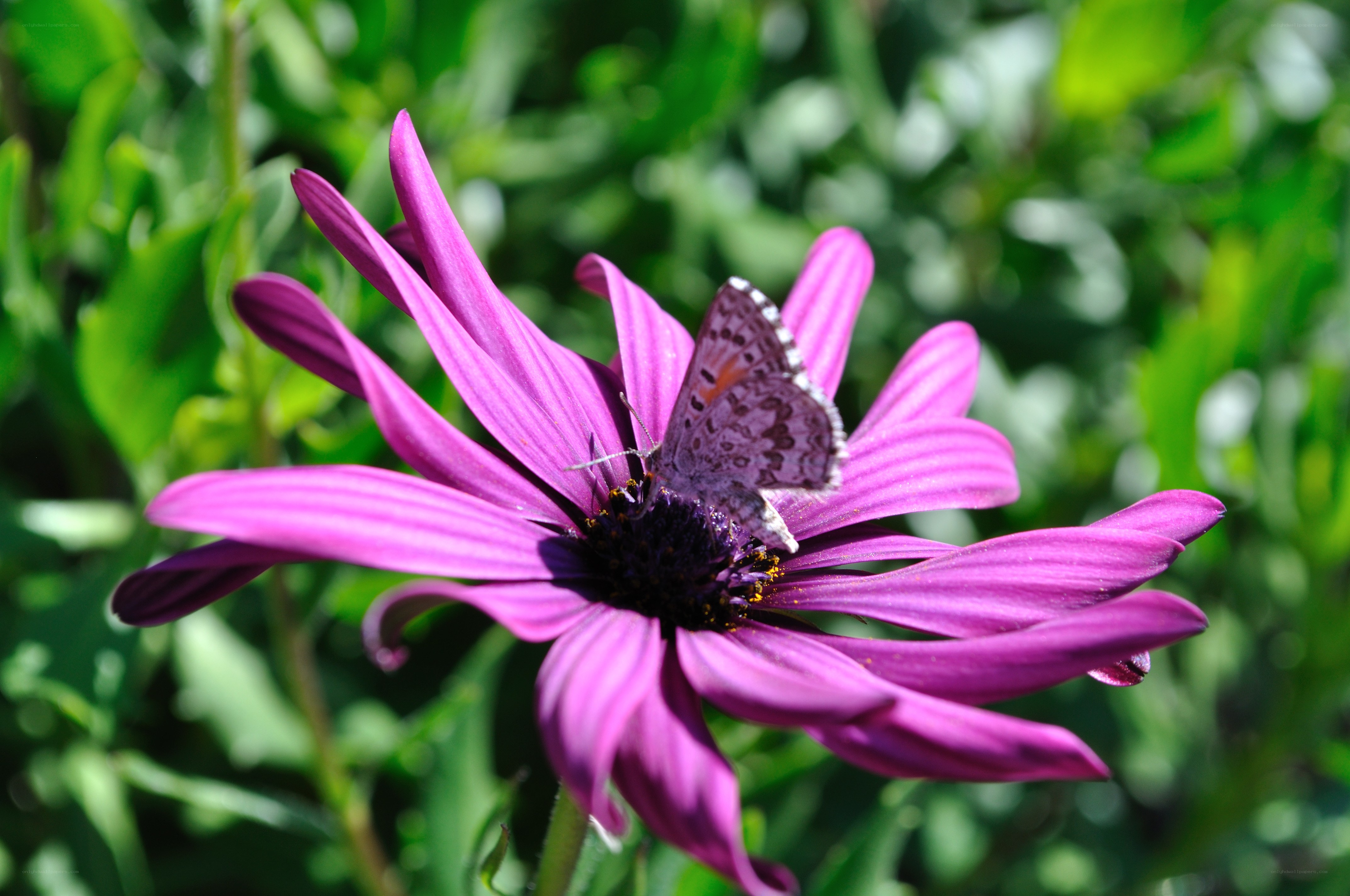 butterfly on purple flower
