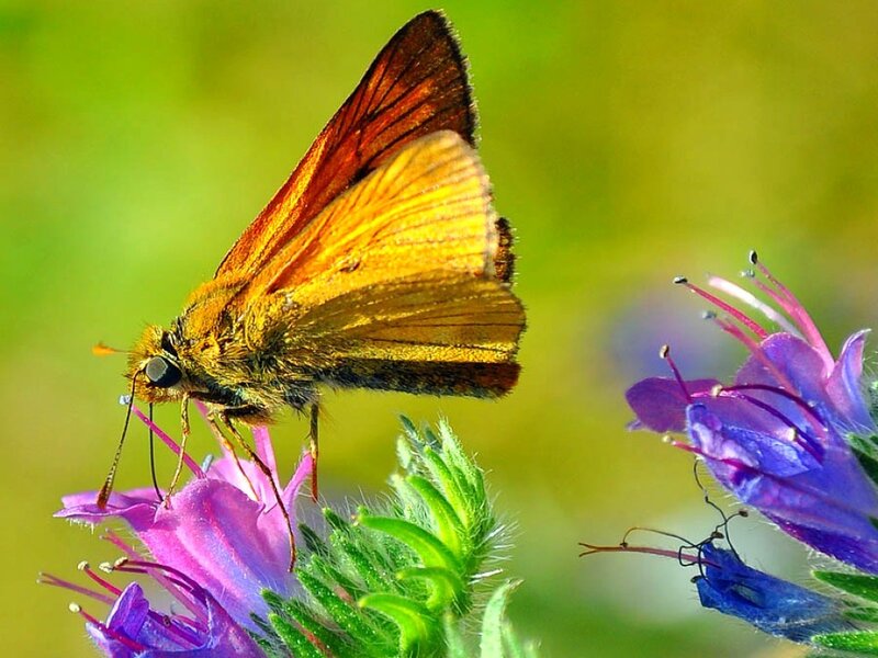 butterfly on purple flower