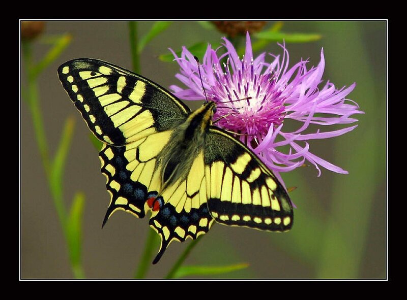 butterfly on purple flower