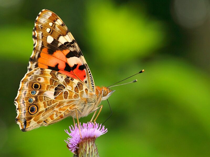 butterfly on purple flower