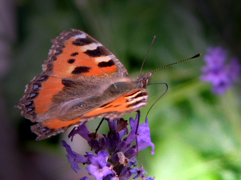 butterfly on purple flower