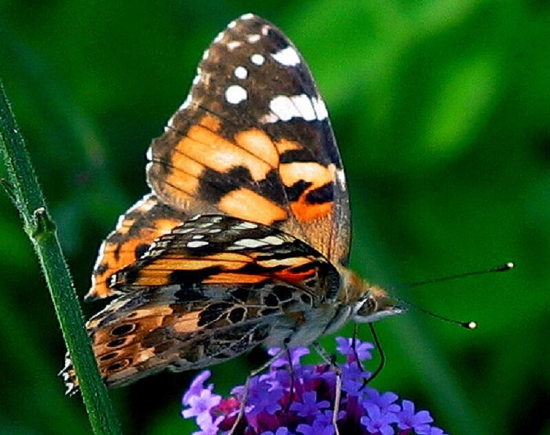 butterfly on purple flower