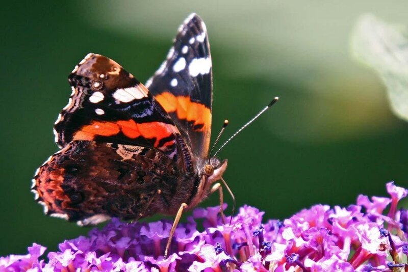 butterfly on purple flower